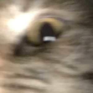 Meet your Posher, Liam